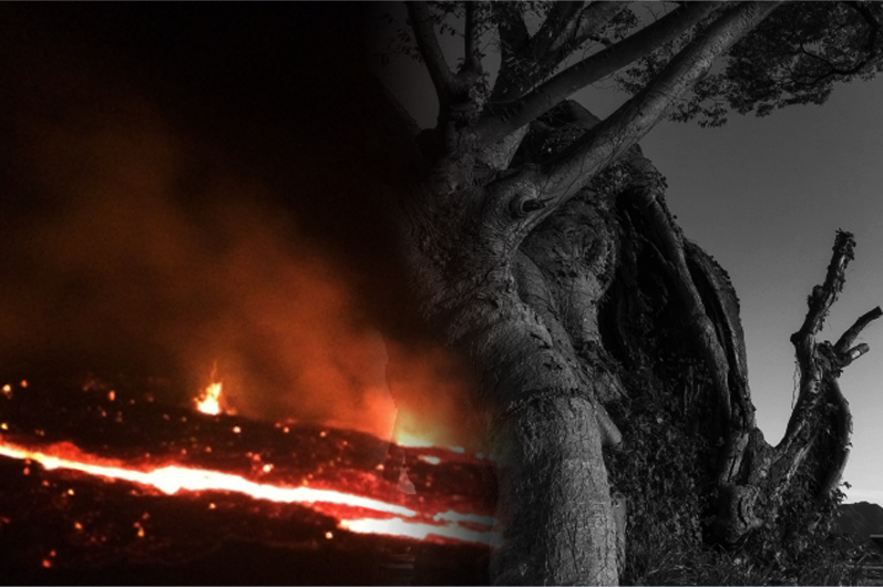 Sacred Buried Tree Zelkova Wood Display Stand